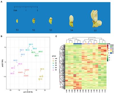 Metabolomic analysis reveals dynamic changes in secondary metabolites of Sophora japonica L. during flower maturation